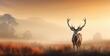 Mighty red deer standing in the savanna with dense fog in the morning, autumn theme
