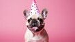 Happy French bulldog wearing birthday hat with pink background