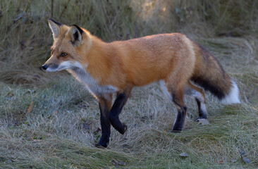 Poster - A young red fox walking through the grassy meadow in autumn.