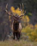 Fototapeta  - Bull elk in autumn in Jasper National Park, Canada 