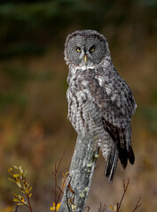 Wall Mural - Great Gray Owl in Banff National Park