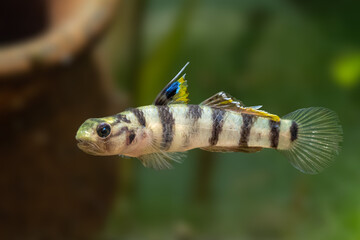 goby fish