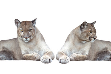 Poster - two Puma isolated on white background