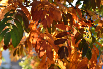 Wall Mural - Yellow-green-red leaves of mountain ash in autumn in the rays of the setting sun. Beautiful colorful autumn leaves.