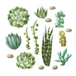 Succulents and cactus isolated. Vector.