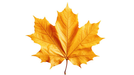 red maple leaf as an autumn symbol as a seasonal themed concept as an icon of the fall weather isola