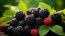 A Cluster Of Ripe Blackberries On A Bush Set Against