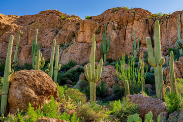 Wall Mural - Arizona cacti in early morning