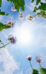 Wall Mural - poppies on a field and blue sky