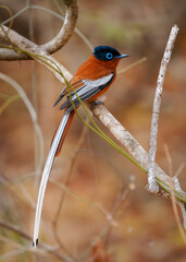 Wall Mural - Malagasy Paradise Flycatcher (Terpsiphone mutata)  bird with long tail in Monarchidae, found in Comoros, Madagascar and Mayotte, subtropical or tropical dry forest and moist lowland forest