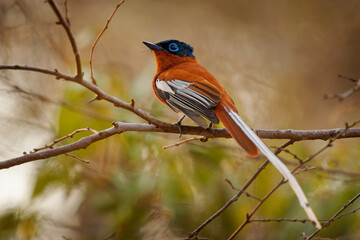 Wall Mural - Malagasy Paradise Flycatcher (Terpsiphone mutata)  bird with long tail in Monarchidae, found in Comoros, Madagascar and Mayotte, subtropical or tropical dry forest and moist lowland forest