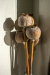 Papaver somniferum opium breadseed poppy ripened seed pods in sunlight, group of plants after harvest