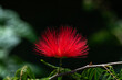 © Barbara - Delicate red blossom of the Flame Bush, Mimosa Tree, Calliander in Kauai, Hawaii, United States.