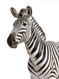 Fototapeta Konie - Zebra Studio Shot Isolated on Clear White Background, Generative AI