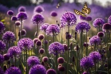 Lavender Field In Region, A Lush Flowerbed Bursting With Vibrant Purple Allium Flowers And Fluttering Butterflies
