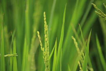  amazing rice crops, Paddy fields