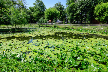 Vivid landscape in Nicolae Romaescu park from Craiova in Dolj county, Romania, with lake, waterlillies and large green tres in a beautiful sunny spring day with blue sky and white clouds