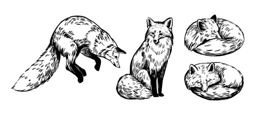 Wall Mural - fox. set of realistic illustrations, hand drawn vector sketches, isolated