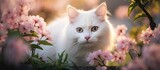picturesque street, a white cat with mesmerizing eyes peered out from the background of blooming flowers, its cute face framed by the soft light shining through the trees, showcasing the beauty of