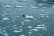 Ice floating in a bay as glaciers melt due to global warming