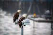 American Bald Eagle pair 