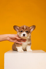 Wall Mural - Corgi puppy on yellow background in studio