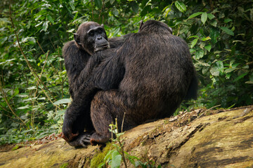 Wall Mural - Common or Robust Chimpanzee - Pan troglodytes also chimp, great ape native to the forest and savannah of tropical Africa, pair of humans closest living relative in the rainforest of Uganda