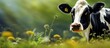 lush green background of the serene farm, a breathtaking black and white cow with yellow eyes peacefully grazes, embodying the harmonious coexistence between nature and agriculture, and promising the