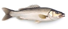 One Raw Fresh Sea Bass Isolated On White Background. AI Generated Image