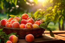 Harvesting Of Peaches In A Basket, Gathering Fresh Of Peaches In The Garden.
