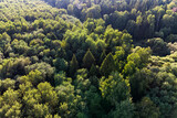 Flight view of green tree tops in a dense forest