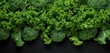 top view of Kale with copy space for text on white background.