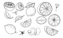Lemon Textured Handdrawn Illustration Engraving