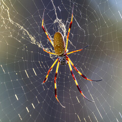 orb weaver