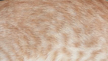 Wall Mural - orange cat fur texture for background