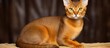 © The 2R Artificiality - The Abyssinian cat stood proudly, its beautiful fur shimmering under the sunlight, showcasing its majestic purebred qualities; with its adorable round face, alert whiskers, and a fluffy tail, it was
