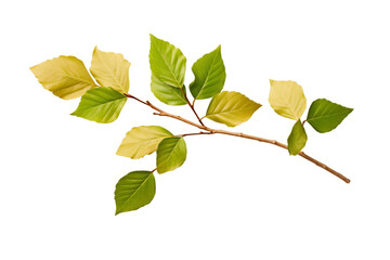 a branch with leaves isolated on a transparent background, a branch or a twig of a tree with leaf pn