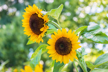 Wall Mural - Setting sun over field of blooming sunflowers. Bright photo of sunflowers in bloom and rays of sun right behind them