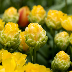 Yellow bright double heads of tulips, opening up in close-up