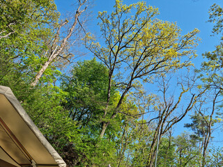 Canvas Print - Tree branches and sky seen from low angle