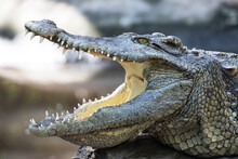 Close Up Crocodile With Open Mouth