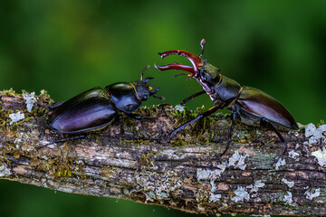 Wall Mural - Hirschkäfer (Lucanus cervus) Männchen