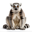 A Lemur full shape realistic photo on white background 