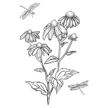 Rudbeckia Flower Drawing Dragonfly Illustration