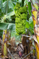 Poster - bunch of bananas growing in the Canary