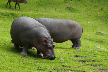 Wall Mural - Pygmy Hippopotamus (Choeropsis liberiensis or Hexaprotodon liberiensis) is a small, elusive, and primarily nocturnal mammal native to the forests |倭河馬|侏儒河馬