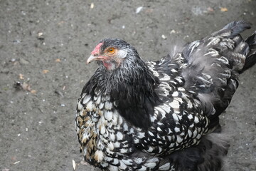 Wall Mural - silver Laced Cochin are so beautiful you can barely take your eyes off them. Simply gorgeous! We hatch these chicks year around at Egg Well Farm, Wellford,