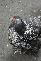 Wall Mural - silver Laced Cochin are so beautiful you can barely take your eyes off them. Simply gorgeous! We hatch these chicks year around at Egg Well Farm, Wellford,