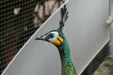 Wall Mural - Peacocks, specifically the male peafowl, are known for their extravagant and colorful plumage. They belong to the pheasant family|孔雀