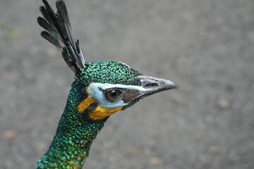 Wall Mural - Peacocks, specifically the male peafowl, are known for their extravagant and colorful plumage. They belong to the pheasant family|孔雀